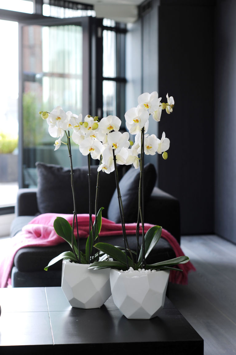 Искусственные орхидеи для интерьера
