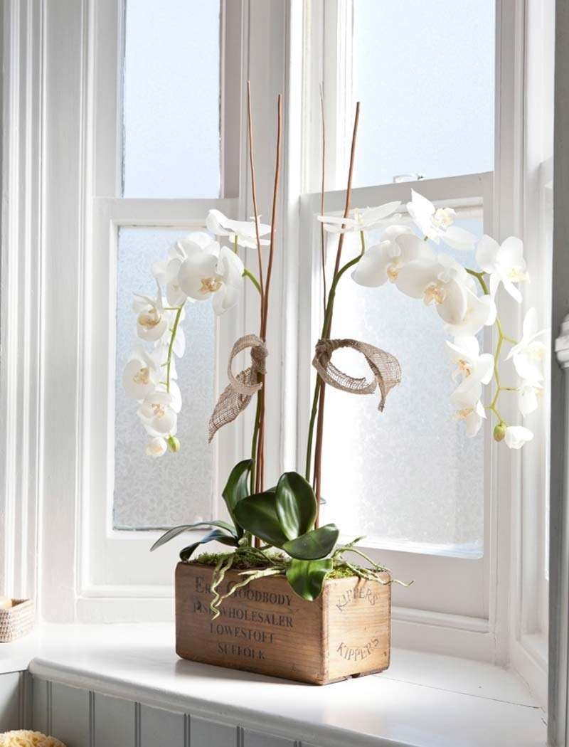 Орхидея MYMONRO