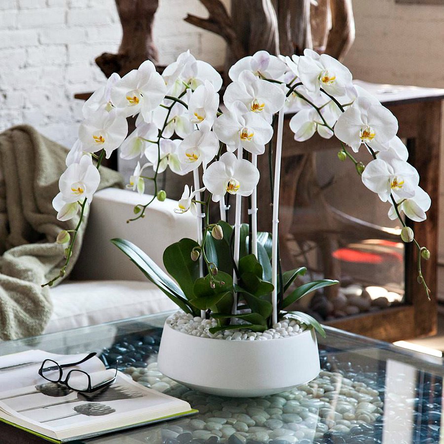 Орхидея фаленопсис Формидабло