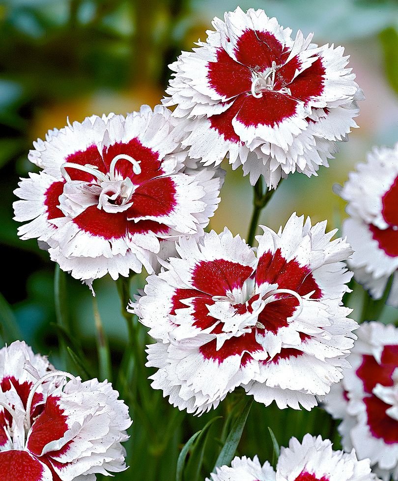 Гвоздика Dianthus Doris