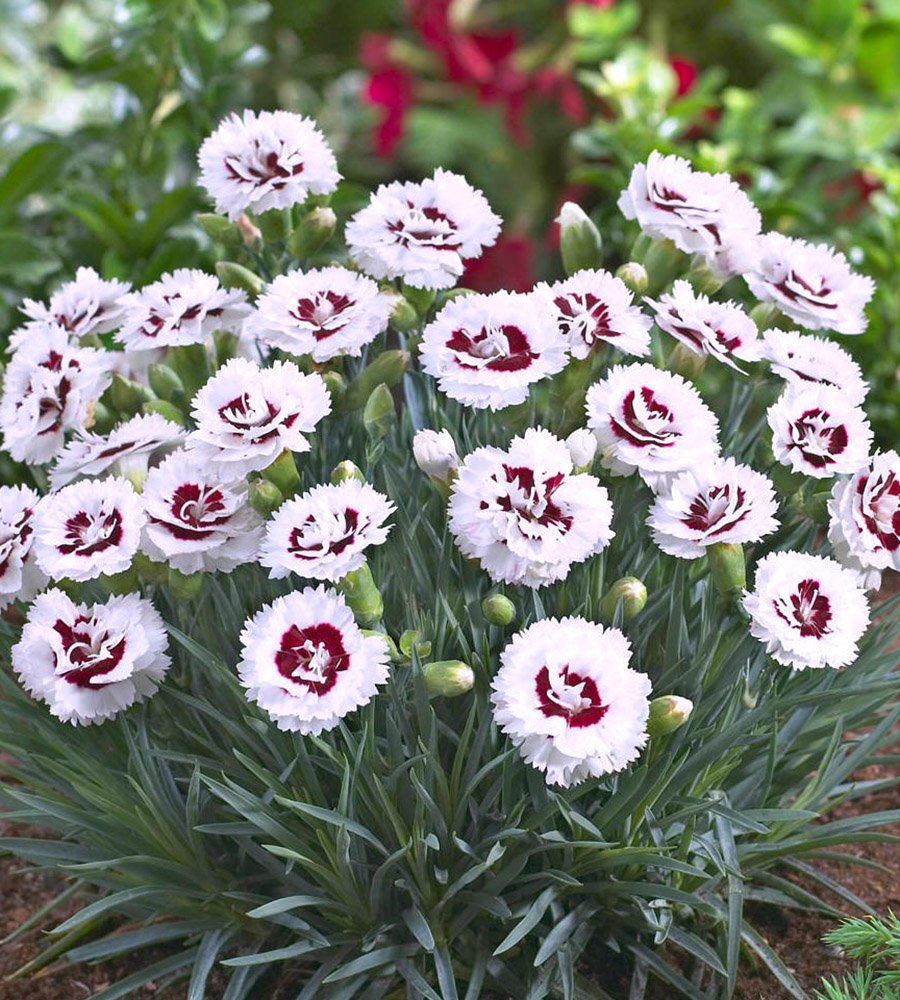 Садовая гвоздика (Dianthus caryophyllus)