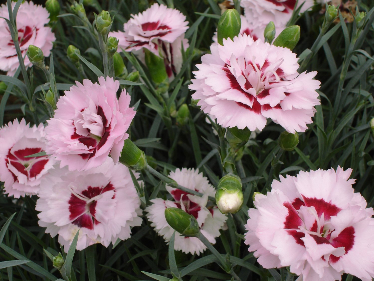 Гвоздика Dianthus Doris