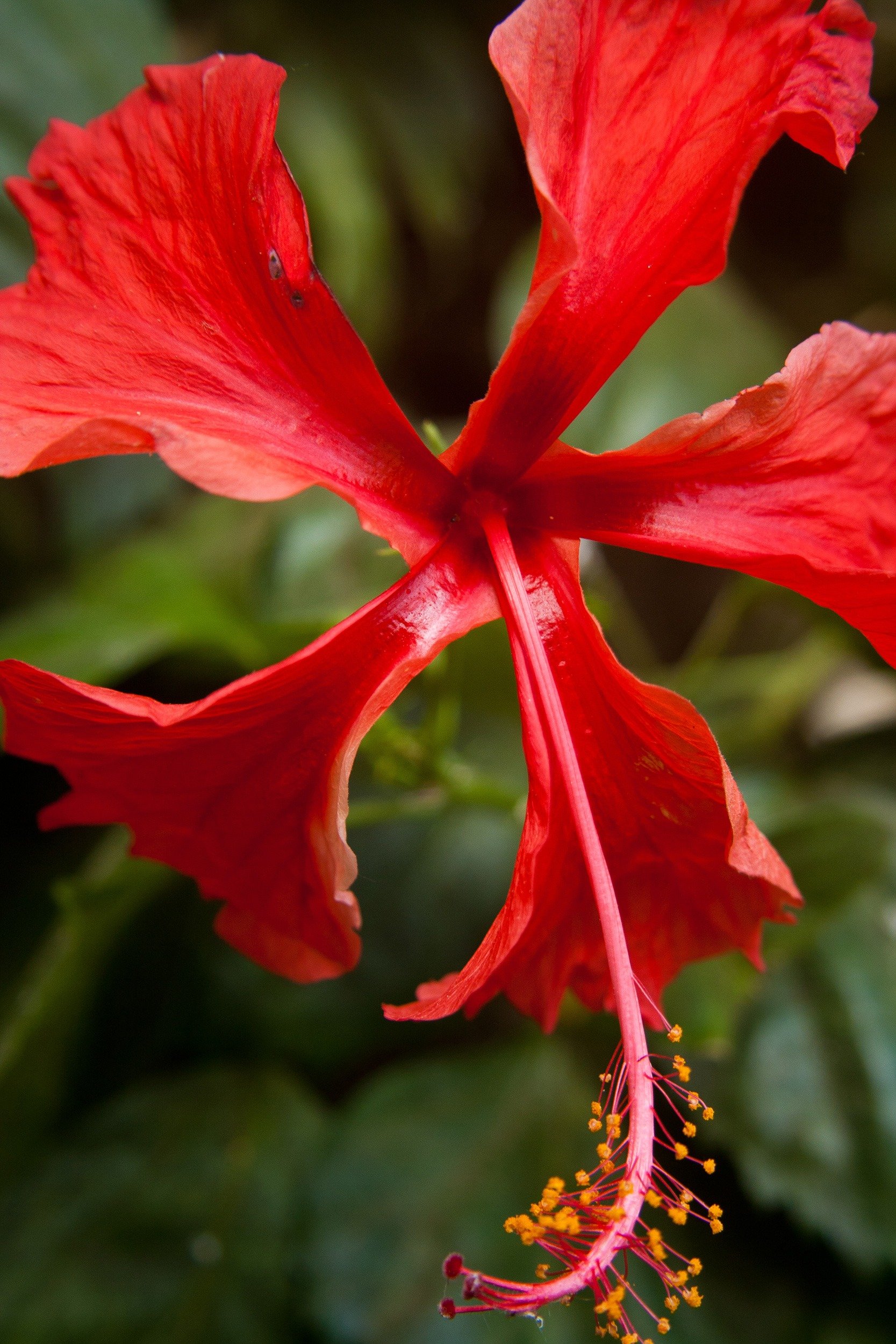 Hibiscus 4. Гавайский гибискус. Гибискус Гавайский ред. Красные цветы гибискуса. Гибискус Коэниг.