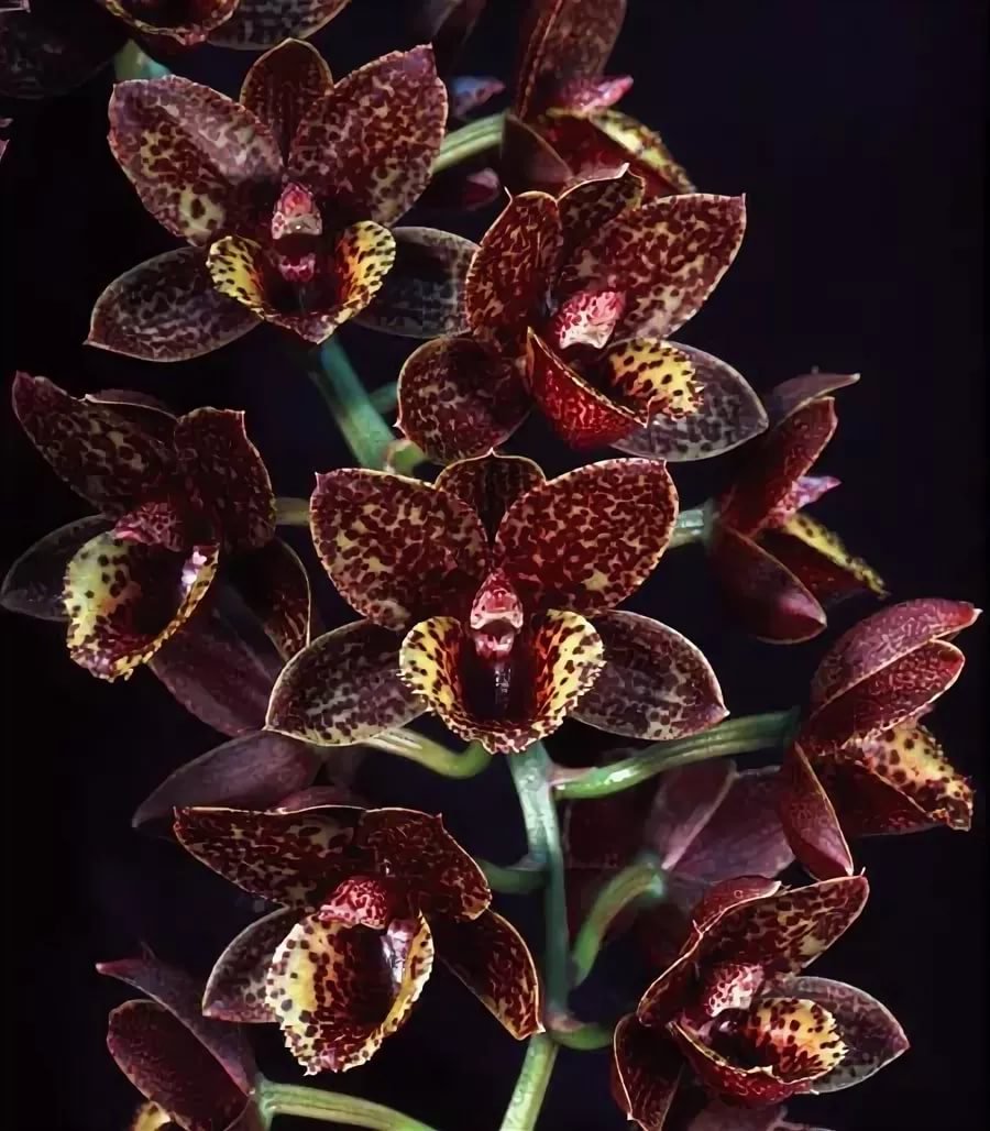 Орхидея Fellini