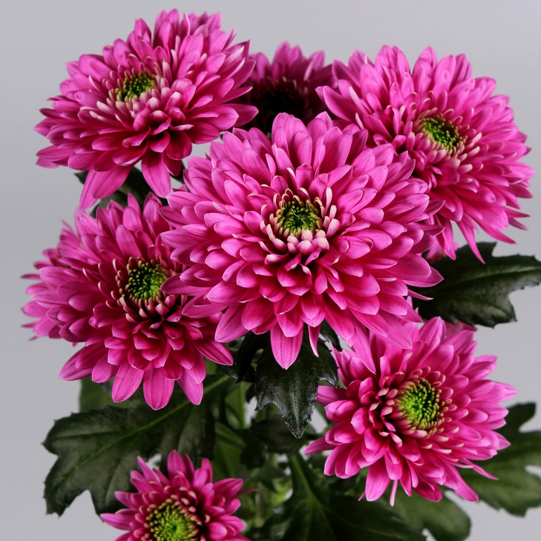 Хризантема Chrysanthemum