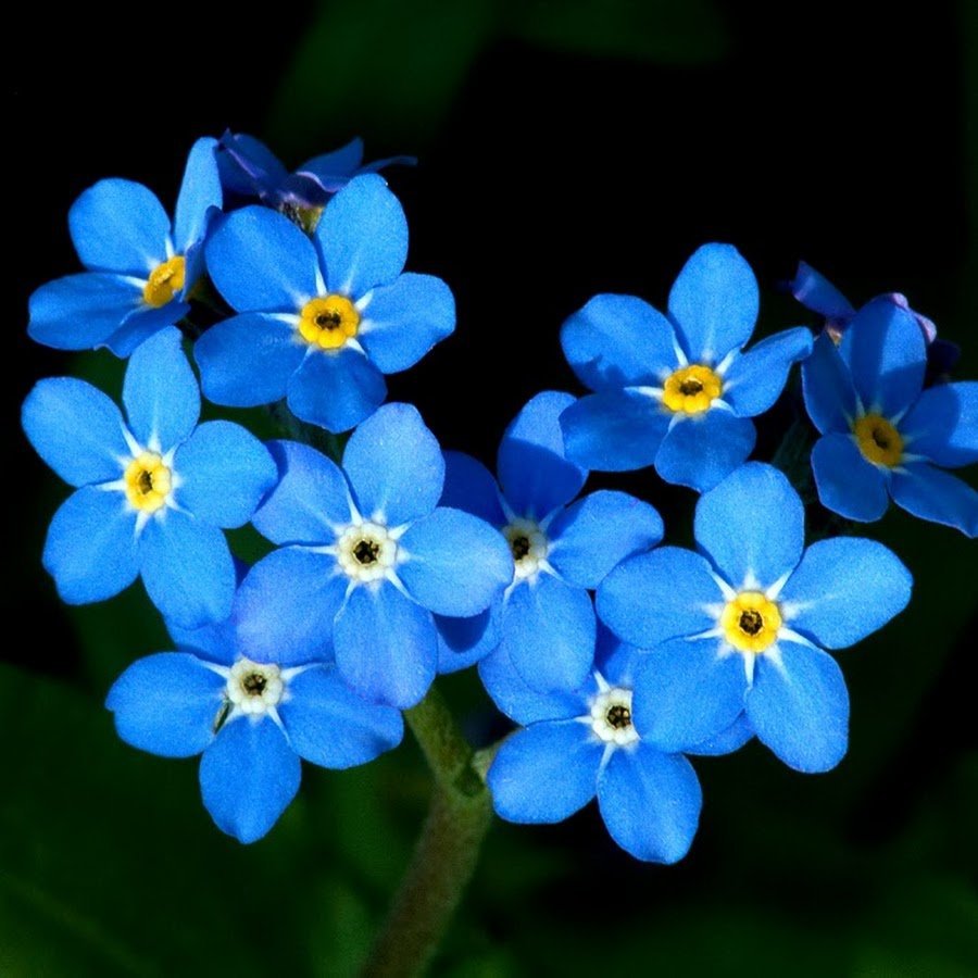 цветы синие картинки названия