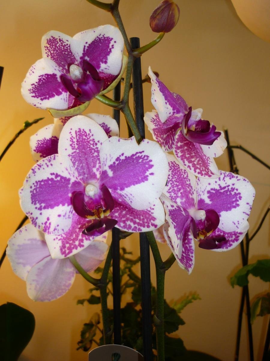 Орхидеи стариен Лайт