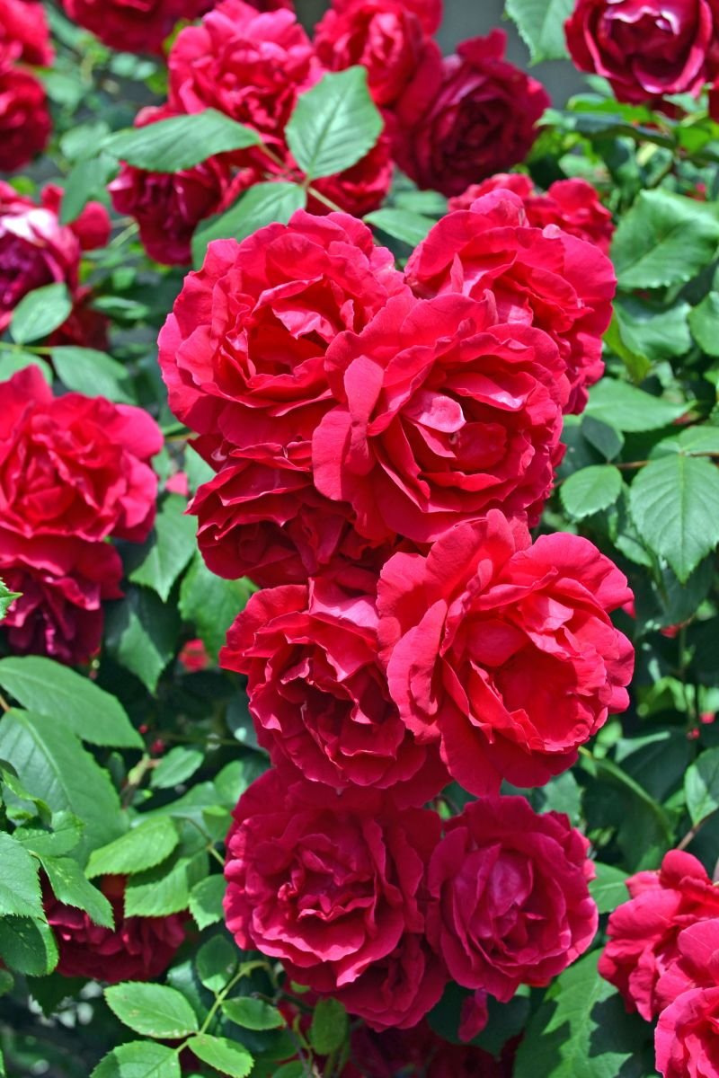 Роза плетистая флорибунда красная