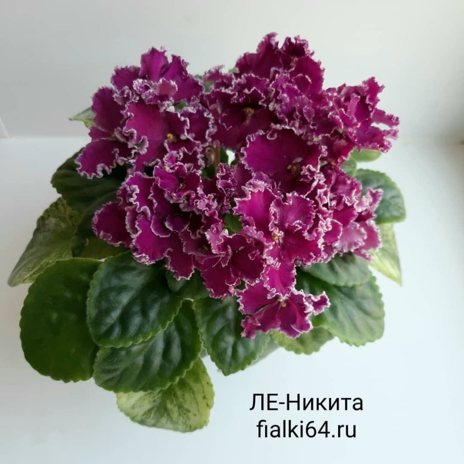 Фиалка Pink African Violet