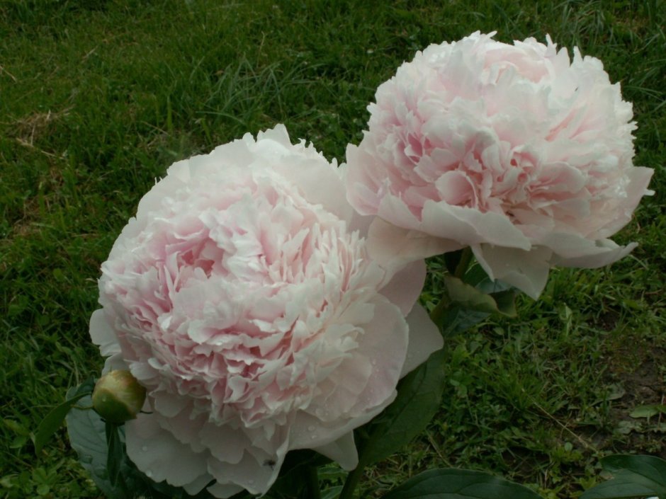 Пион роза Рандотье