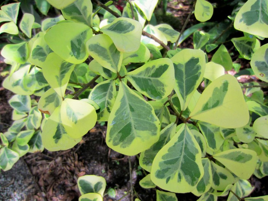 Ficus deltoidea 'Groove Leaf' 403