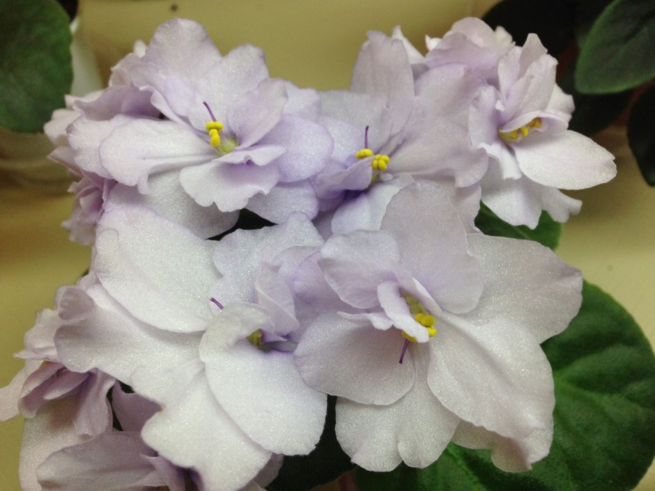 Фиолетовые живые цветы