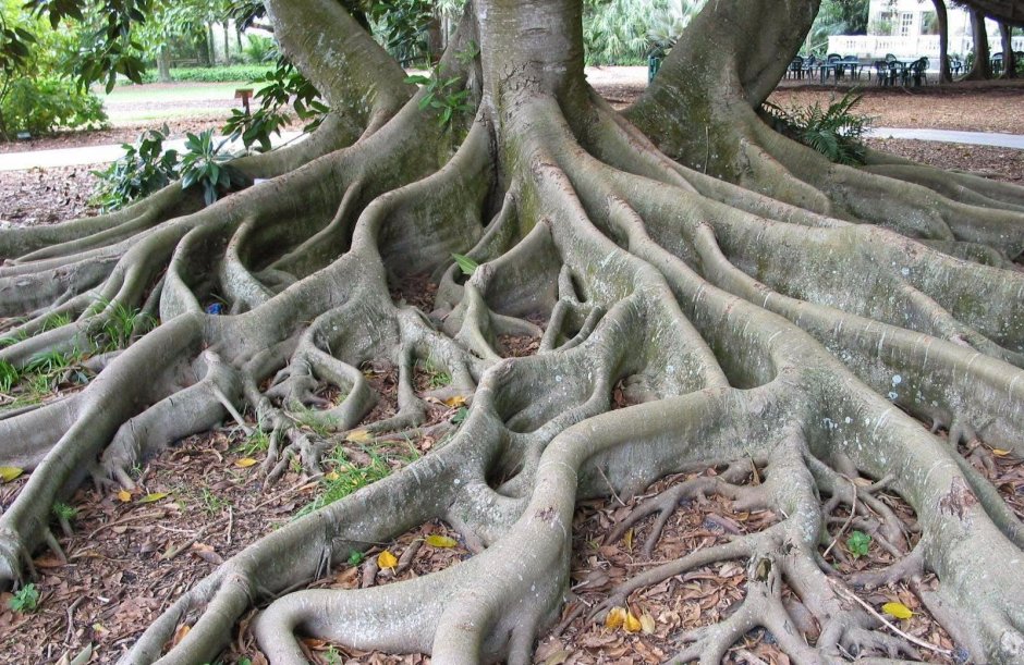 Деревья с корнями наружу в Африке