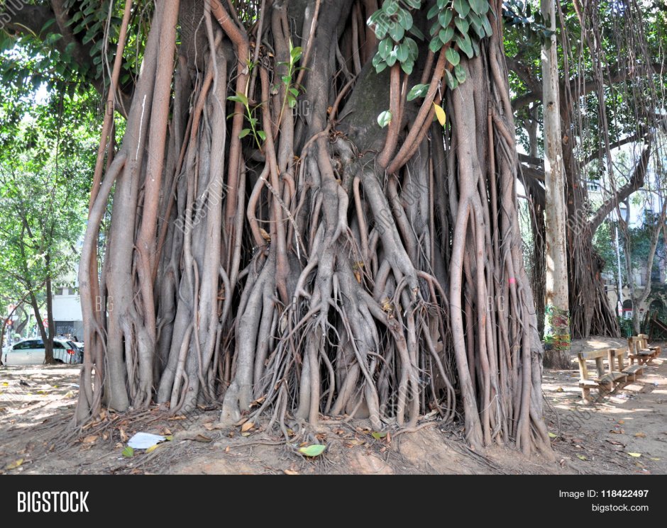 Ficus macrophylla воздушные корни