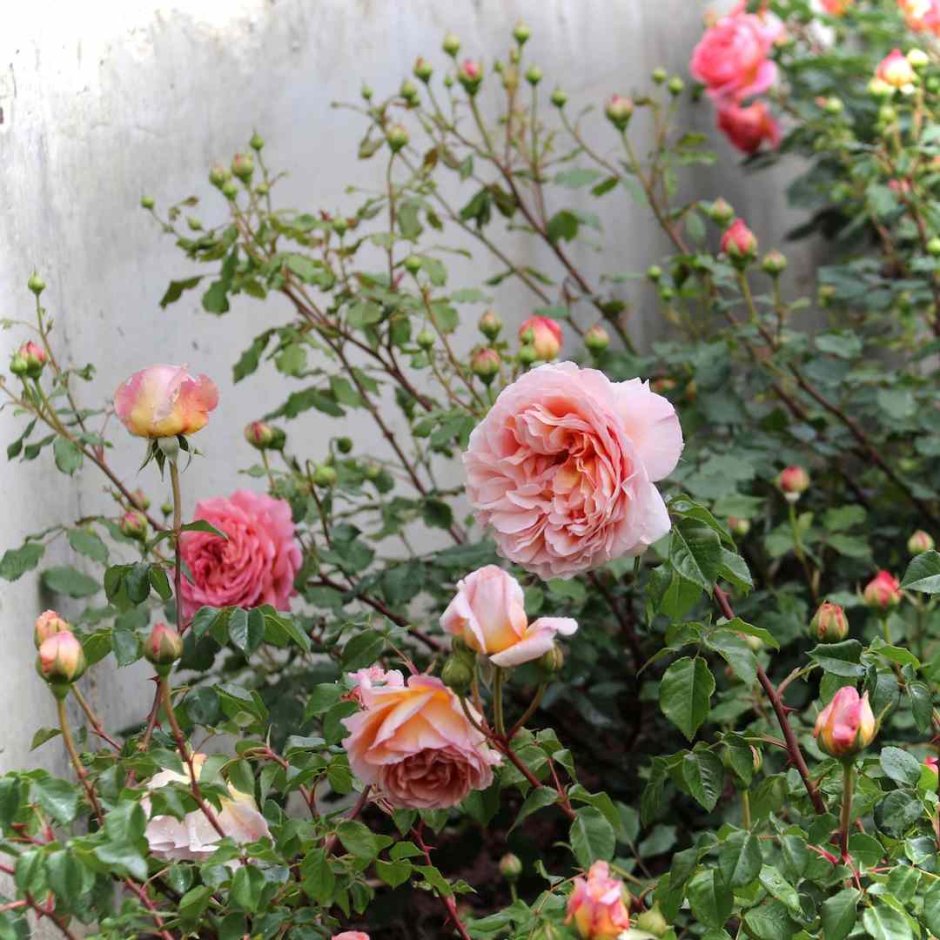 Абрахам дерби , английские кустовые розы