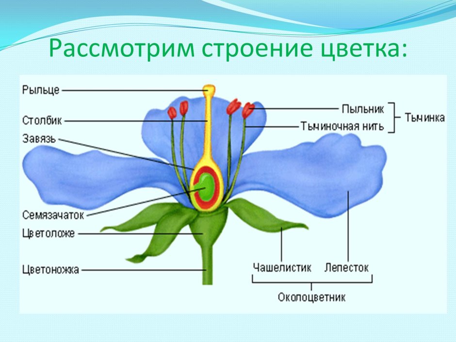 Цветы фоновый рисунок