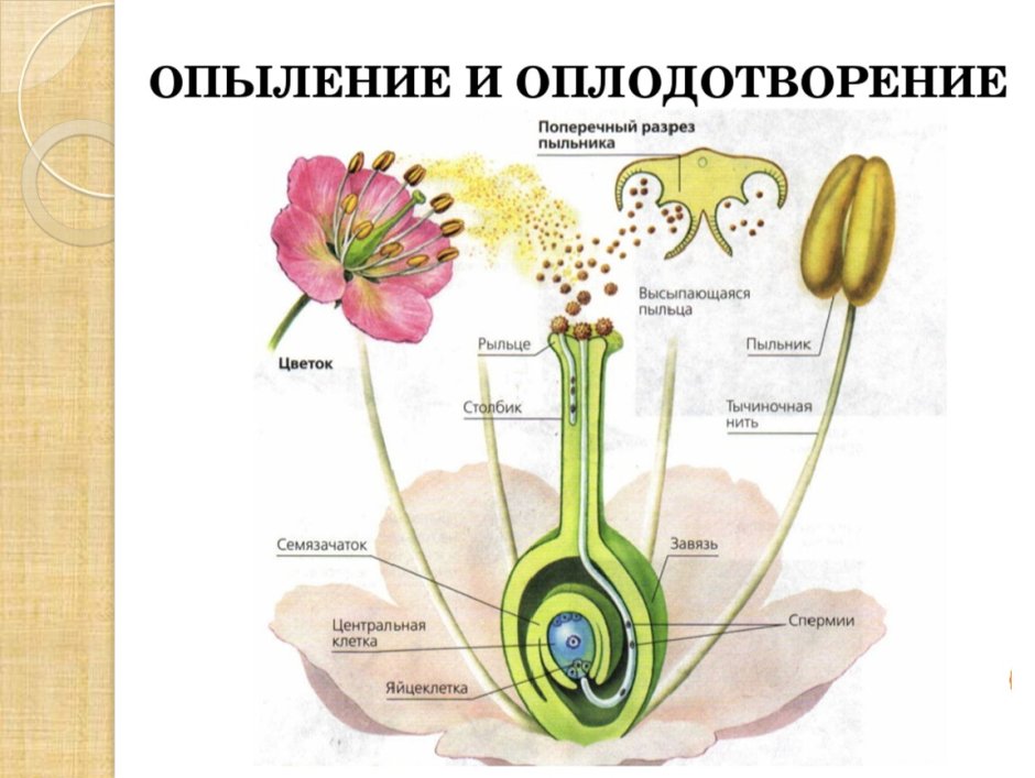 Кровавые облака Акацуки