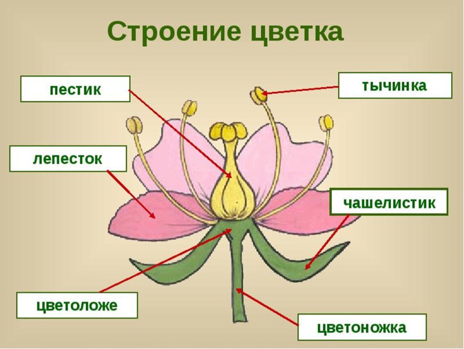 Чашелистики пестик тычинки венчик