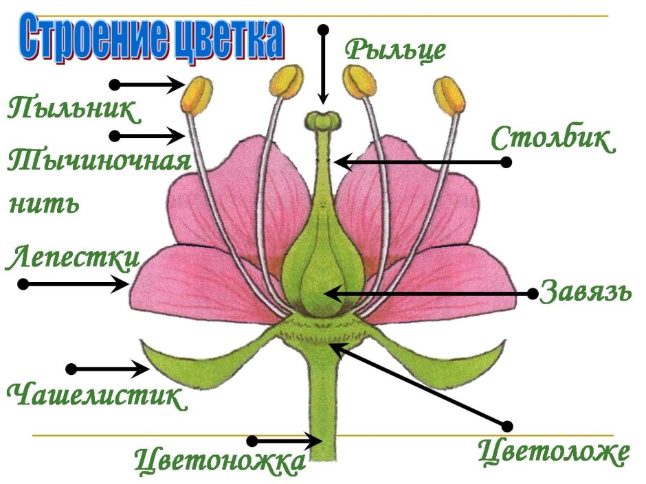 Цветочный орнамент Графика