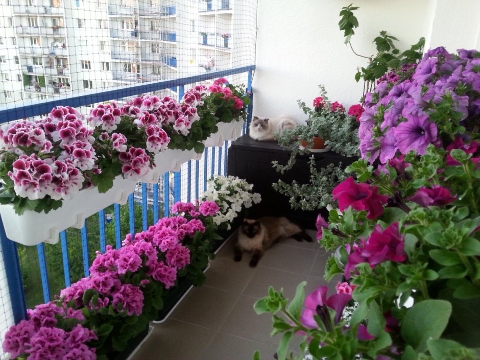 Ампельная петуния на балконе