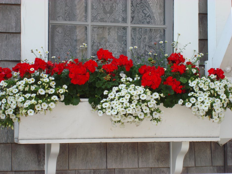 Цветы в балконных ящиках