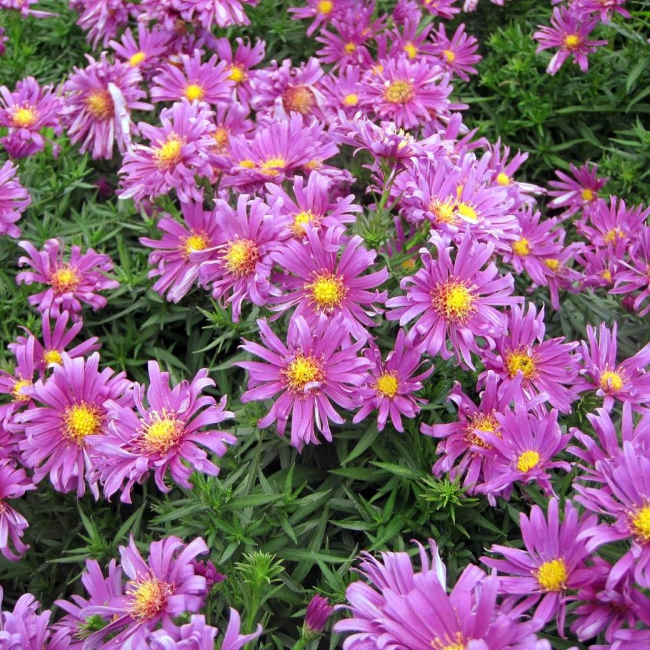 Астра Альпийская (Aster Alpinus)