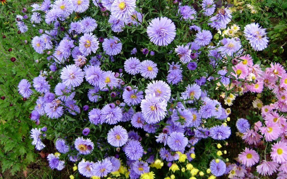 Астра Альпийская (Aster alpinum ‘Albus’)