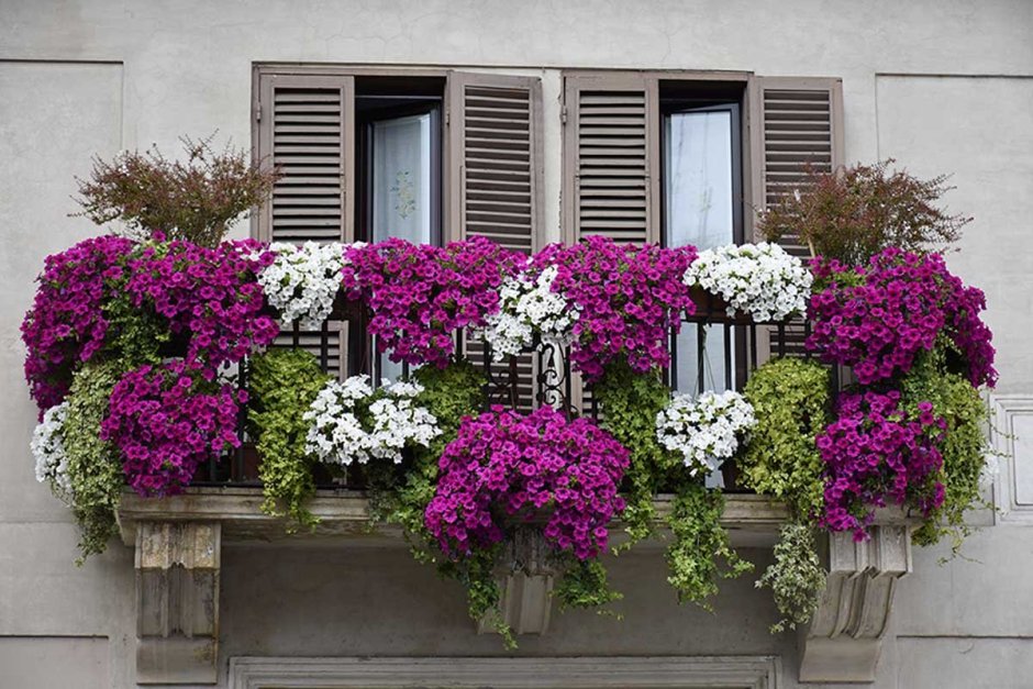 Петуньи цветы на балконе
