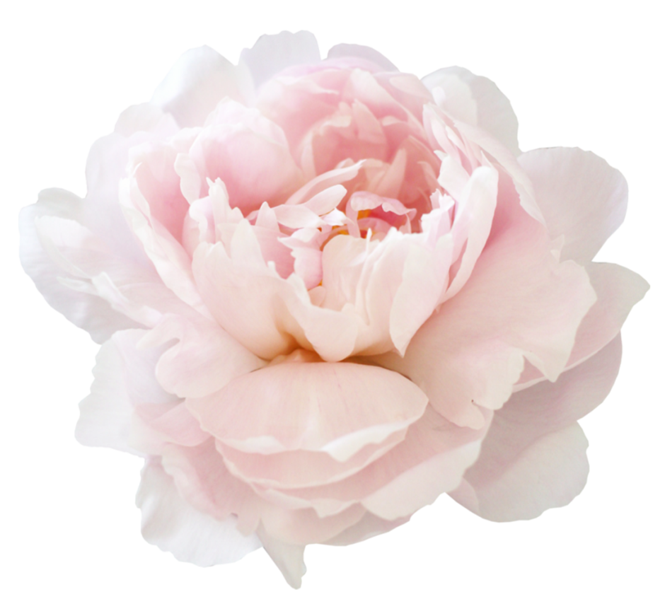 Розовые пионы на белом фоне