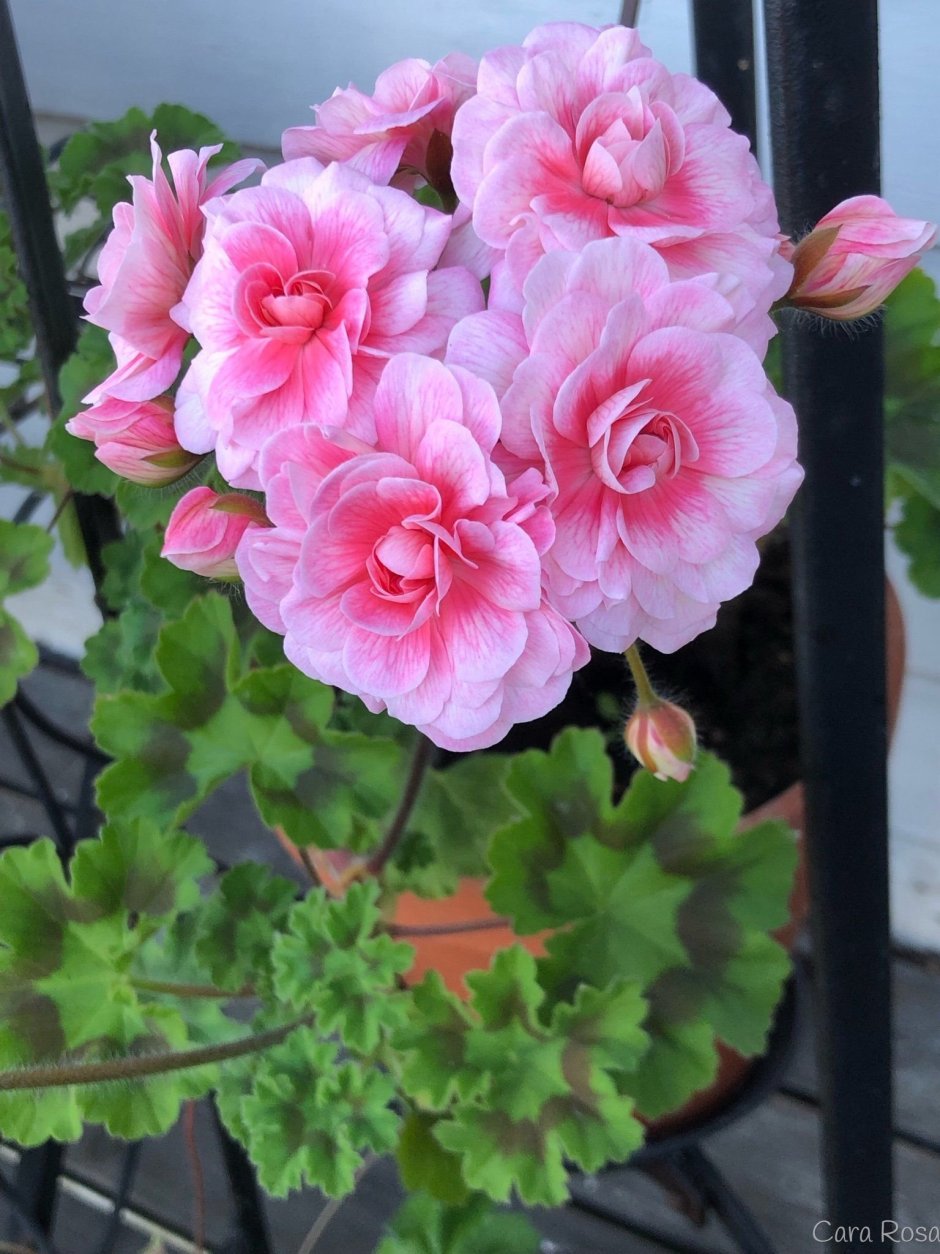Пеларгония майская роза