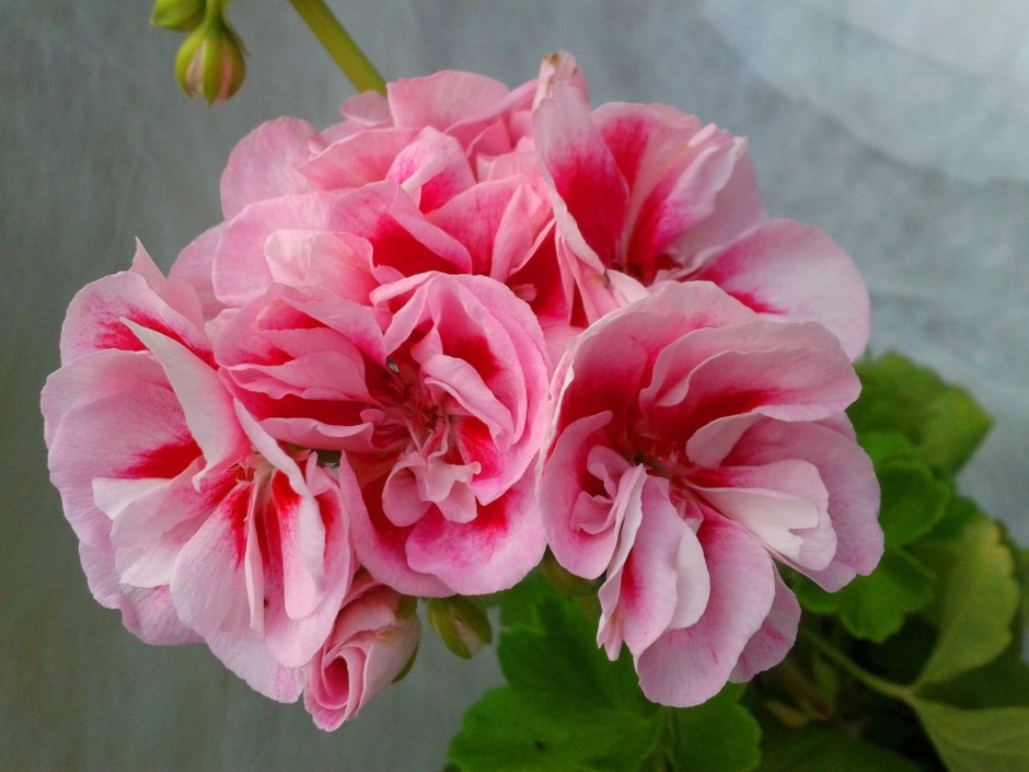 Pink Geranium пеларгония