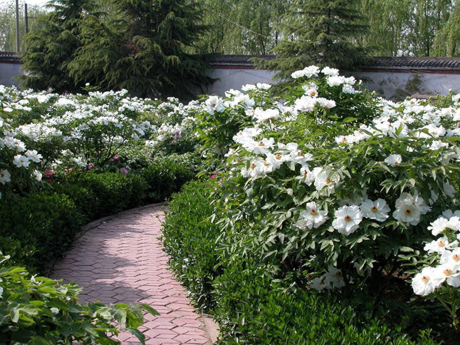 Белые пионы в саду
