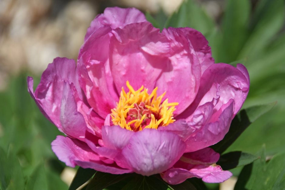 Paeonia (пион) ) first arrival (Itoh)