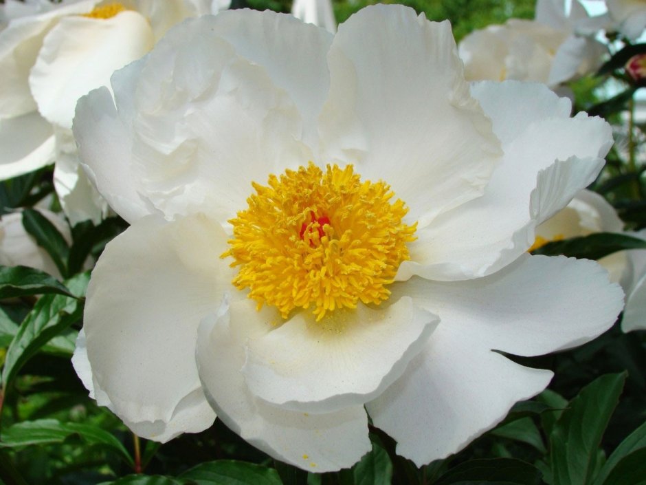 Пион Камелия Уайт Paeonia Camellia White