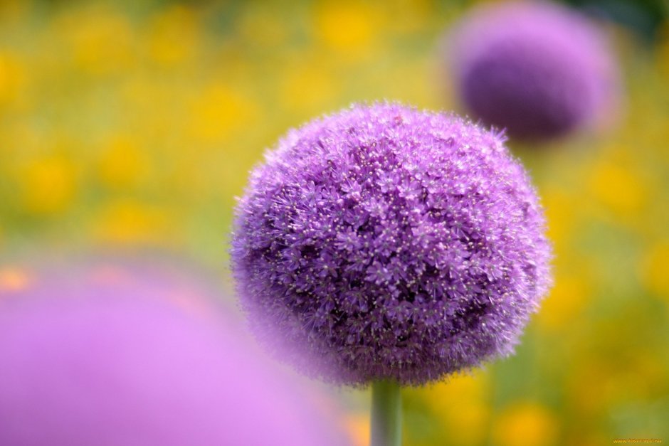 Круглые фиолетовые цветы