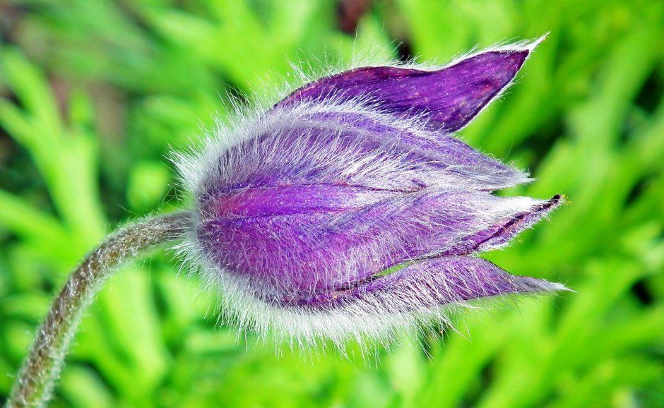 Фиолетовый лохматый цветок