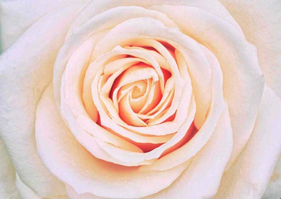 Фотообои чайные розы