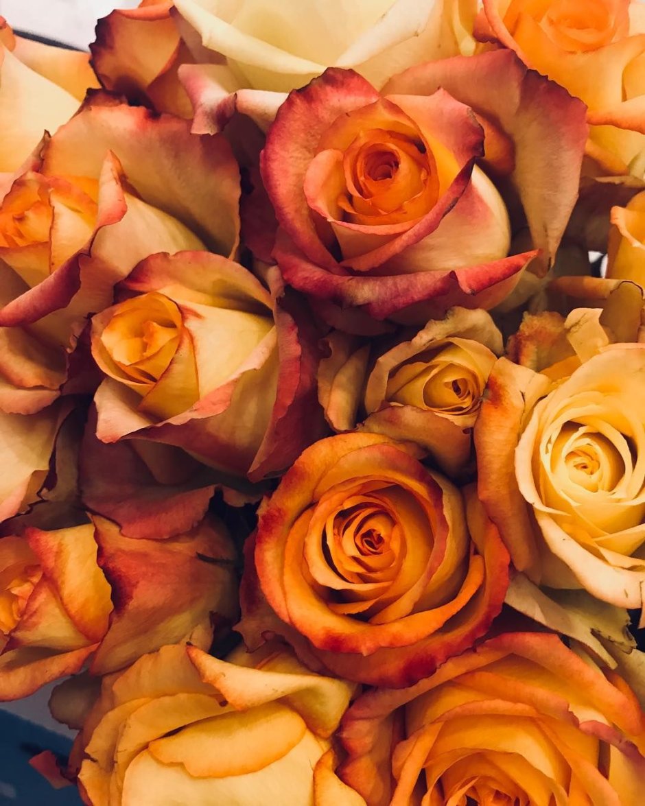 Оранжевые розы Эстетика