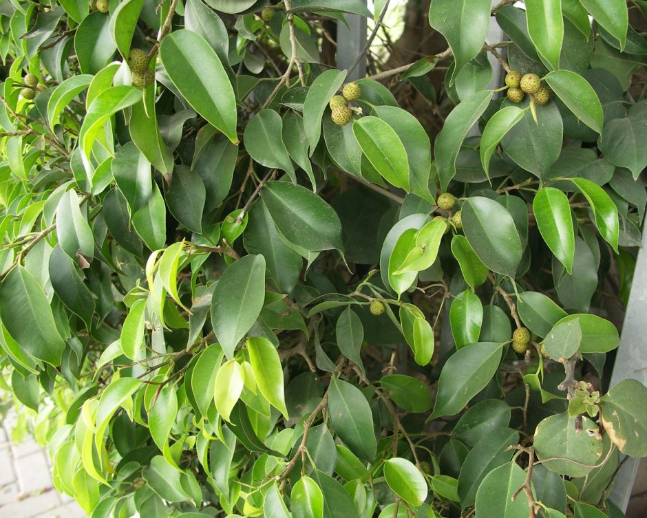 Ficus benjamina Leaf isolated