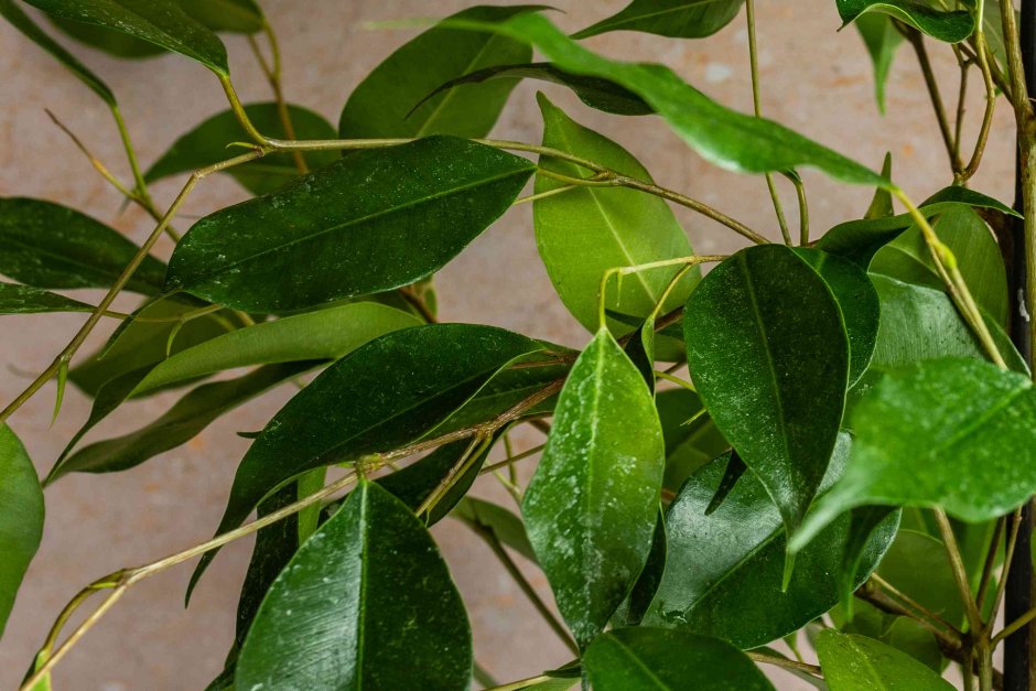 Фикус – Ficus irregularis ‘Sunspray’