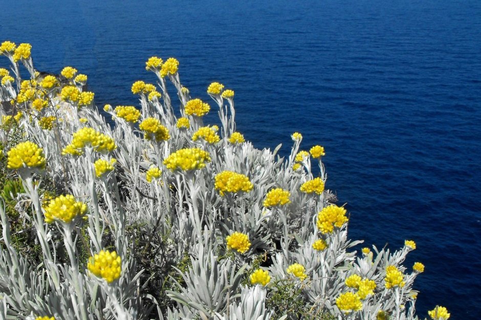 Цмин песчаный (Helichrysum arenarium)