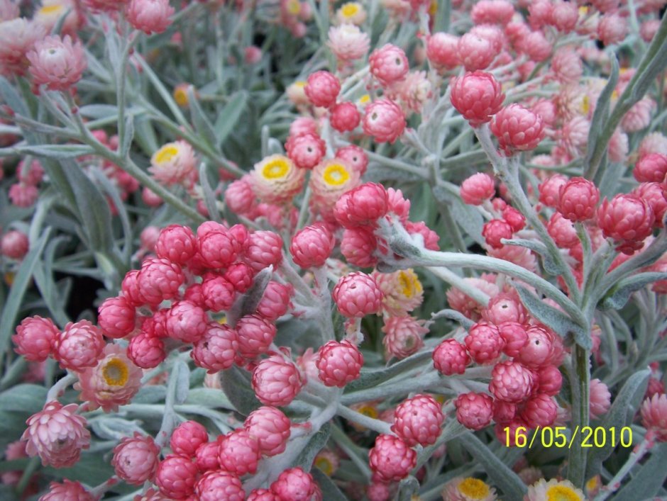 Гелихризум – бессмертник (Helichrysum)