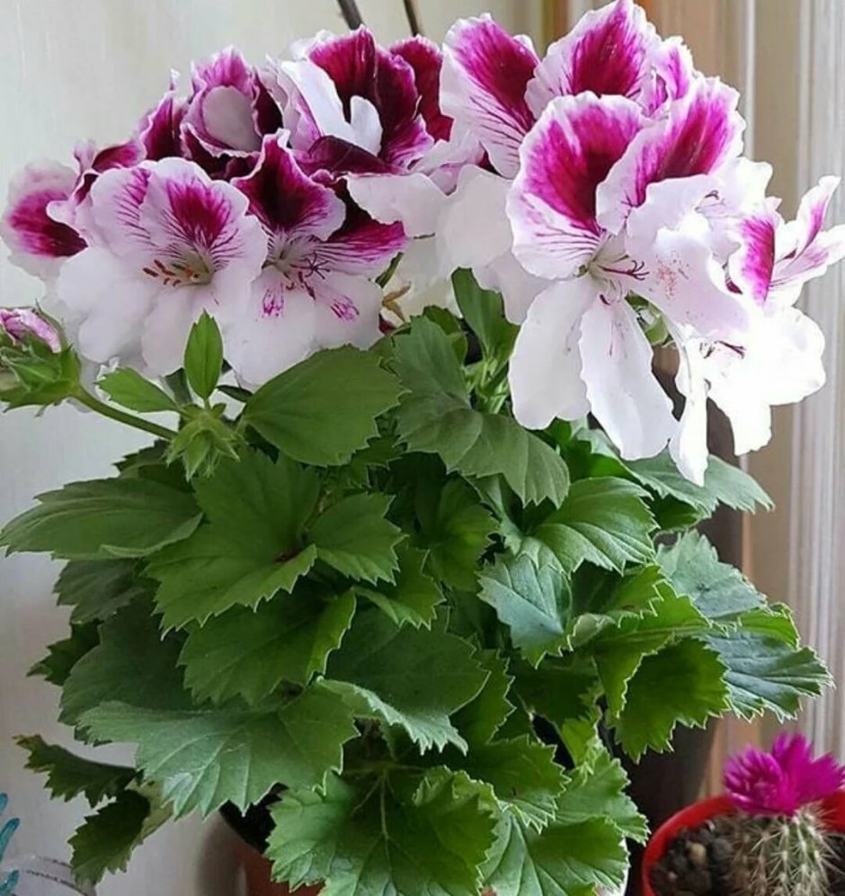Пеларгония Candy Flowers bicolor