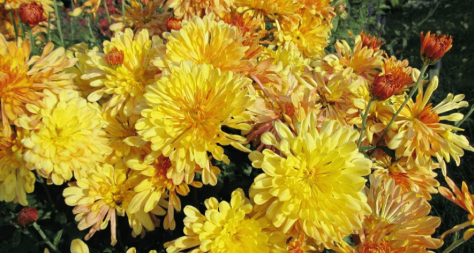 Chrysanthemum indicum first September Gold