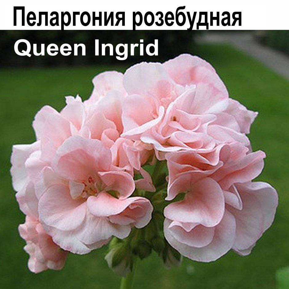 Пеларгония розебудная Queen Ingrid