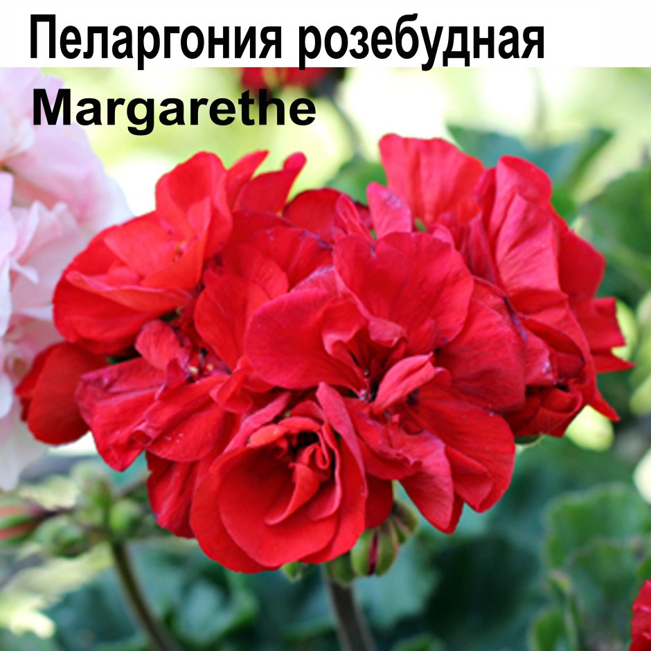 Пеларгония густомахровая Margaretha
