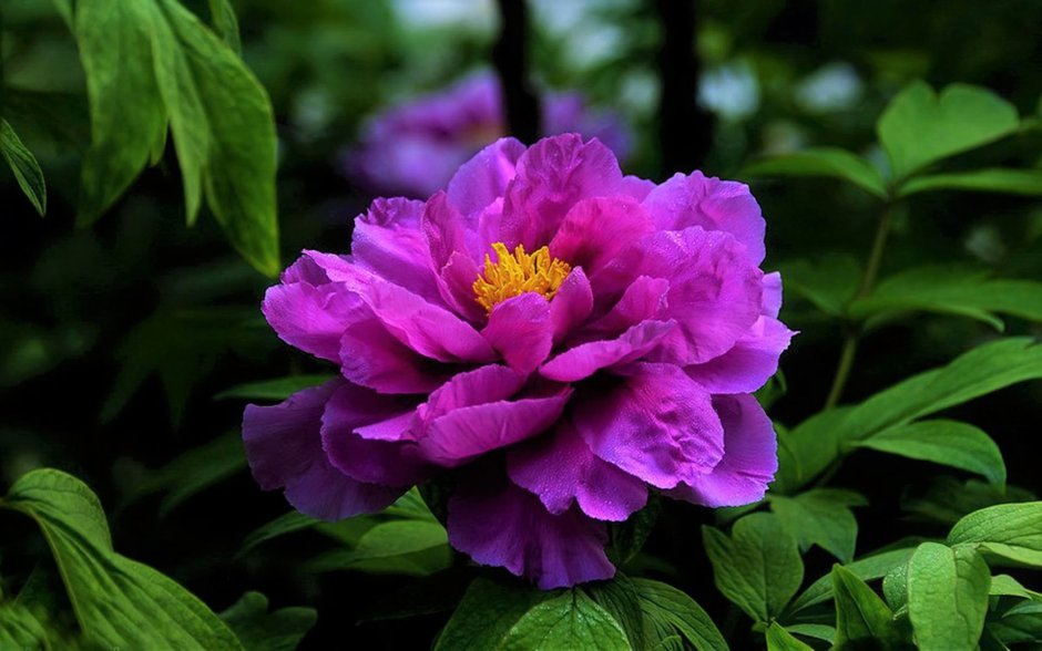 Цветы фиолетовые пионов