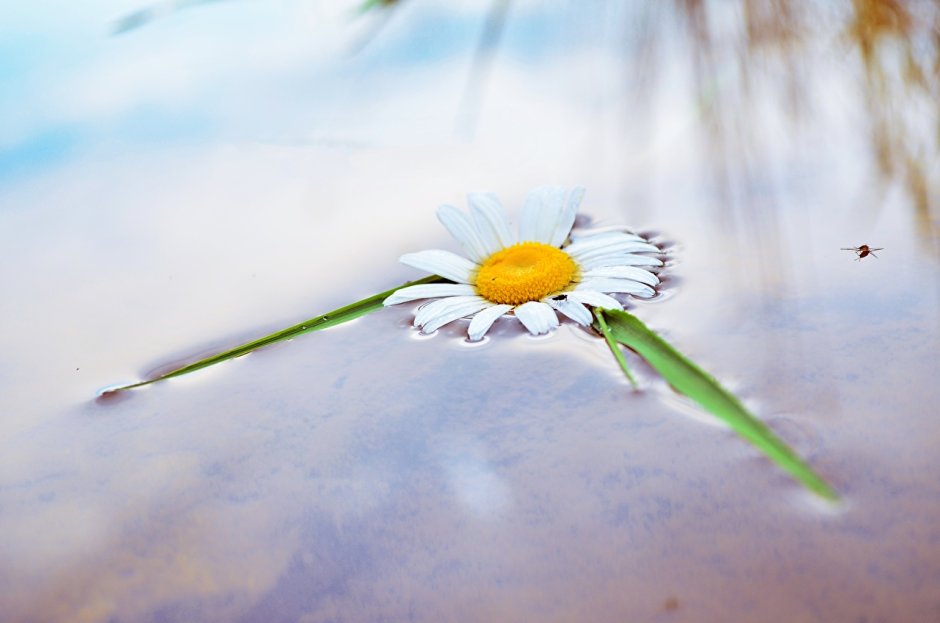 Ромашки в воде