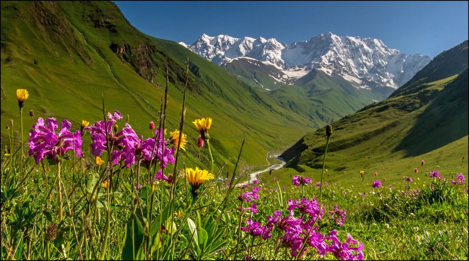 Горные первоцветы Кавказа