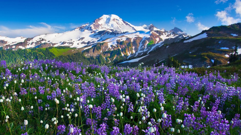 Растения альпийских лугов горного Алтая